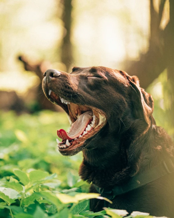 a dog yawns while outside in the forest