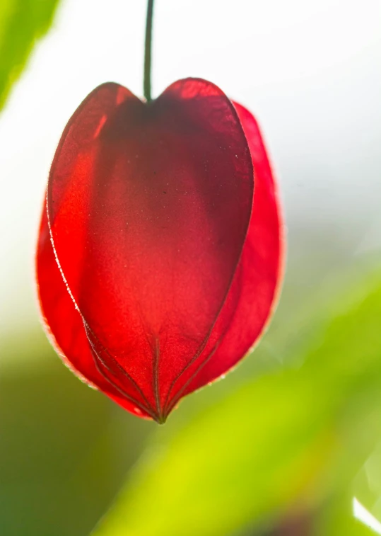 the red flower is hanging from a tree