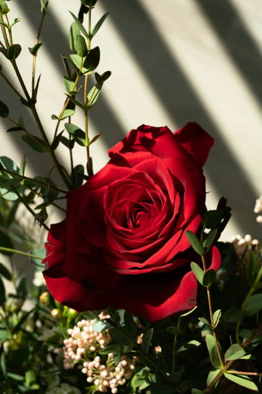 red rose with buds and green leaves in vase