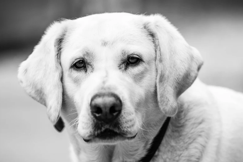 a black and white image of a dog