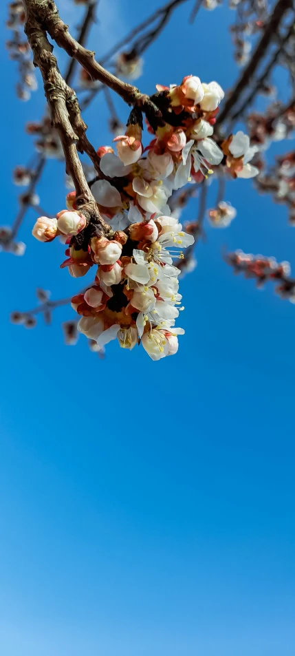 a tree with white and pink blossoms is next to a light blue sky