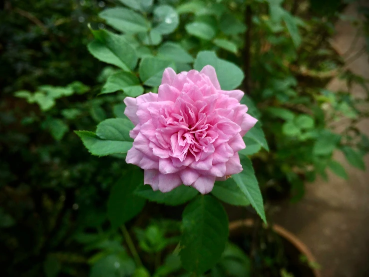 pink flower that is blooming on a bush in the sun