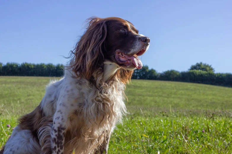 a brown and white dog is sitting in the grass