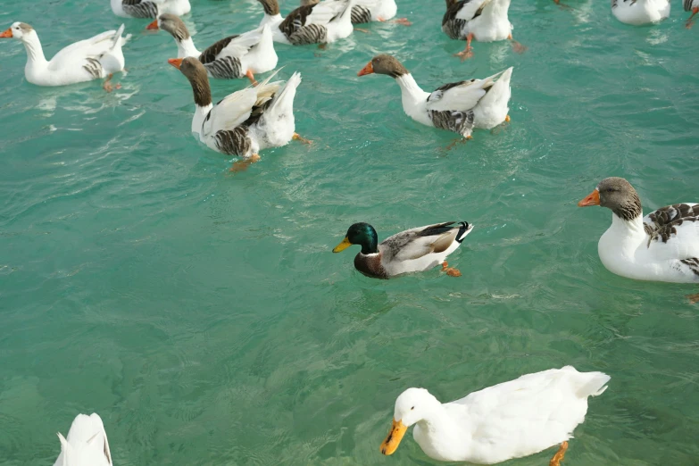 a group of ducks swimming in the water