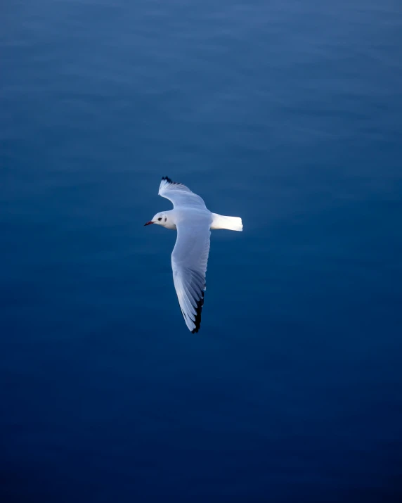 a seagull flying in the sky over the ocean