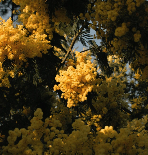 yellow flowers are blooming on the nches of a tree