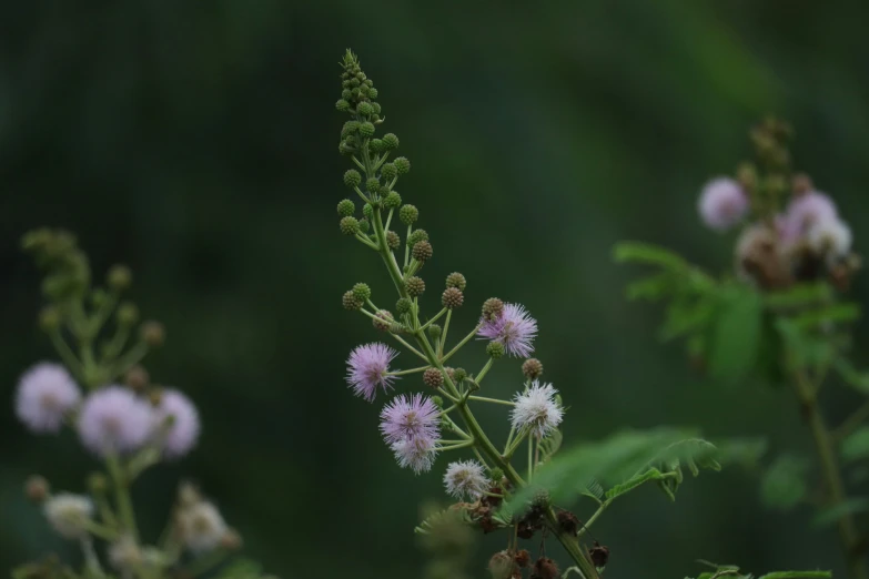 a bunch of wildflowers that are blooming