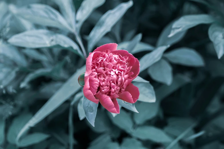 a pink flower sits among green foliage