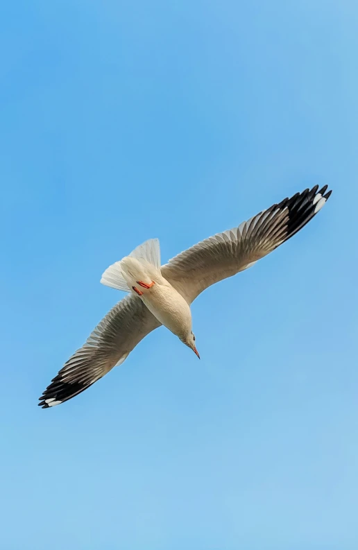 a bird in the air and its wings spread