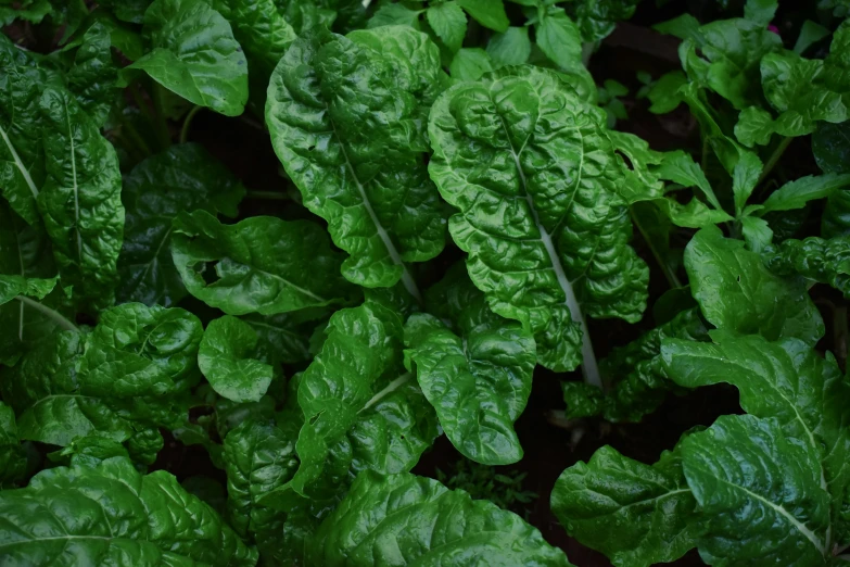 a close - up view of some leafy plants