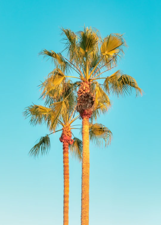 a couple of tall palm trees standing next to each other