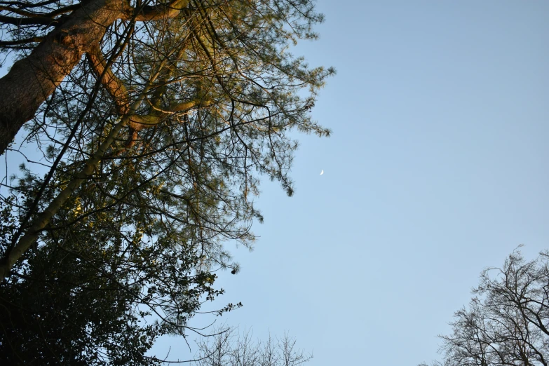 a full view of a tall tree with trees all around it