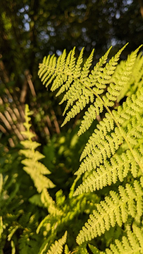 some green leaves that are very bright and green