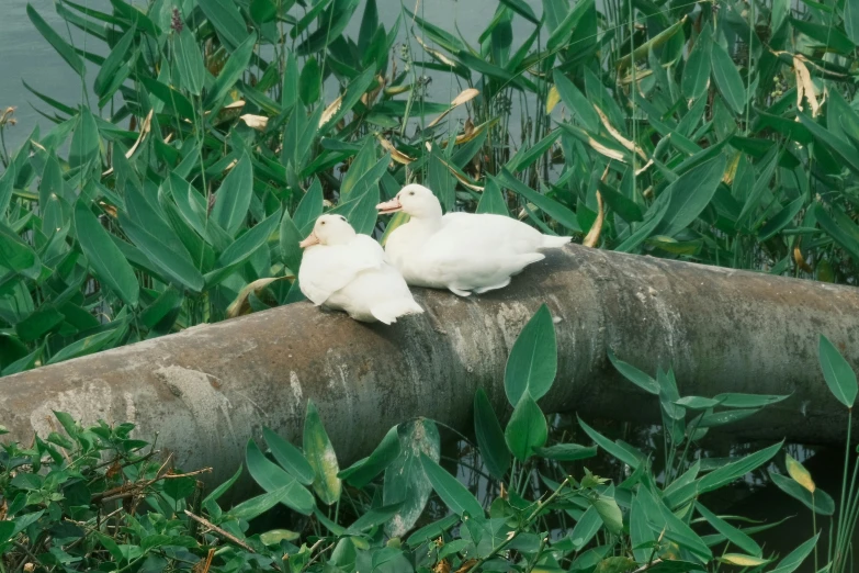 two white pigeons sit on a tree limb in the grass