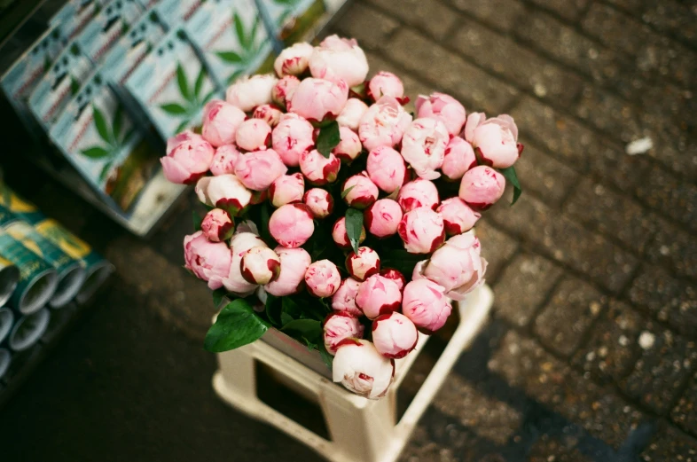 a close up of a potted plant on the ground