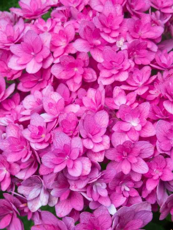 a big pretty purple flower in a bunch