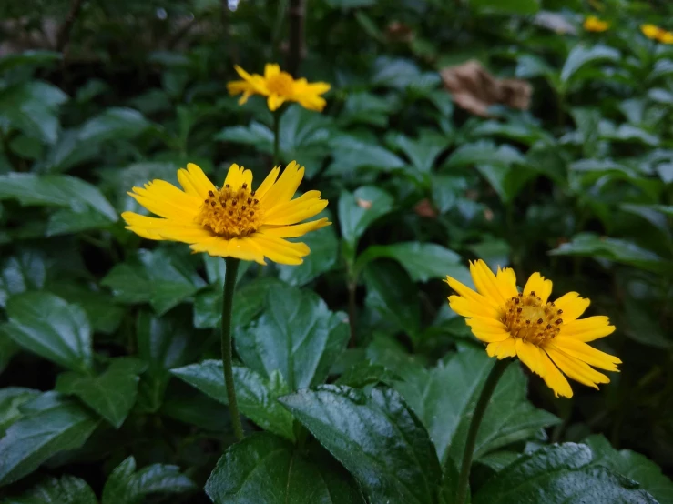 a bunch of yellow flowers that are growing together