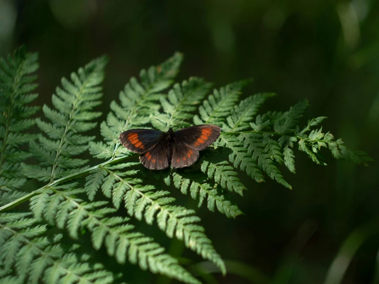 a erfly resting on the edge of a leaf