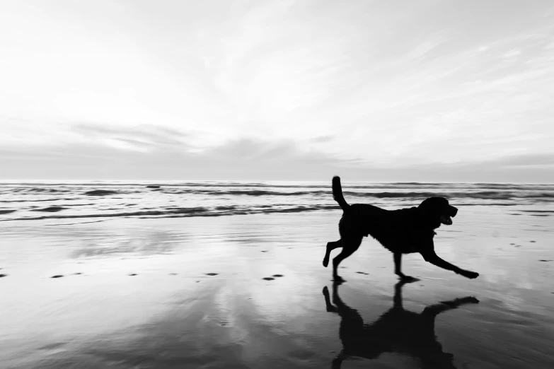 a dog on the beach and some water