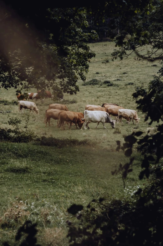 a group of cattle stand on some grass