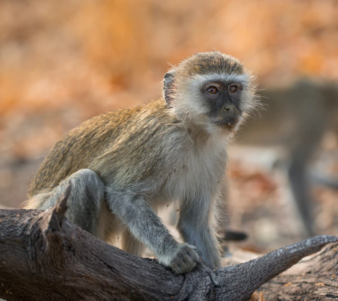 the little monkey is standing on top of a log