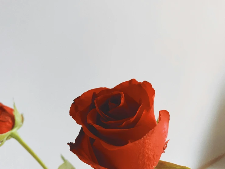 a single red rose sitting alone, still in its pen