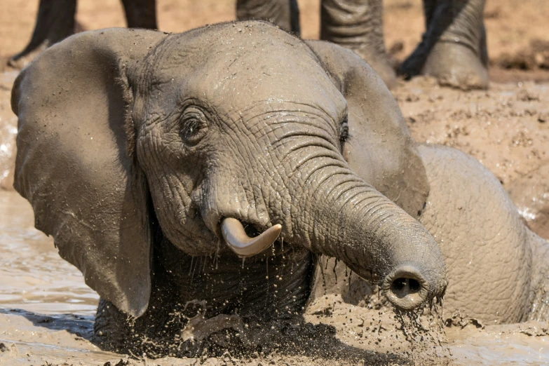 an elephant is playing in a river with its trunk