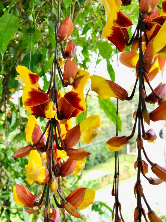 a tree with very large, red and yellow flowers