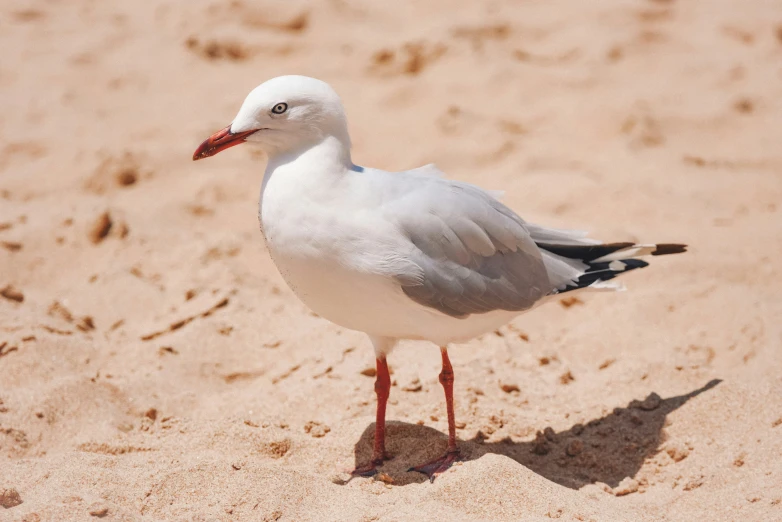 a white and black bird standing on the sand