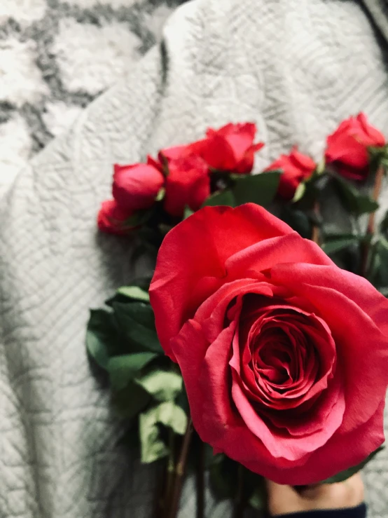 red roses on a blanket and hands with a rose in it