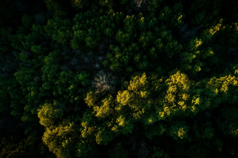 a top down view of trees and other foliage