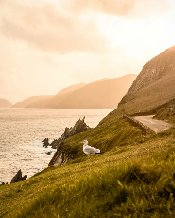 two seagulls rest on a hill overlooking the ocean