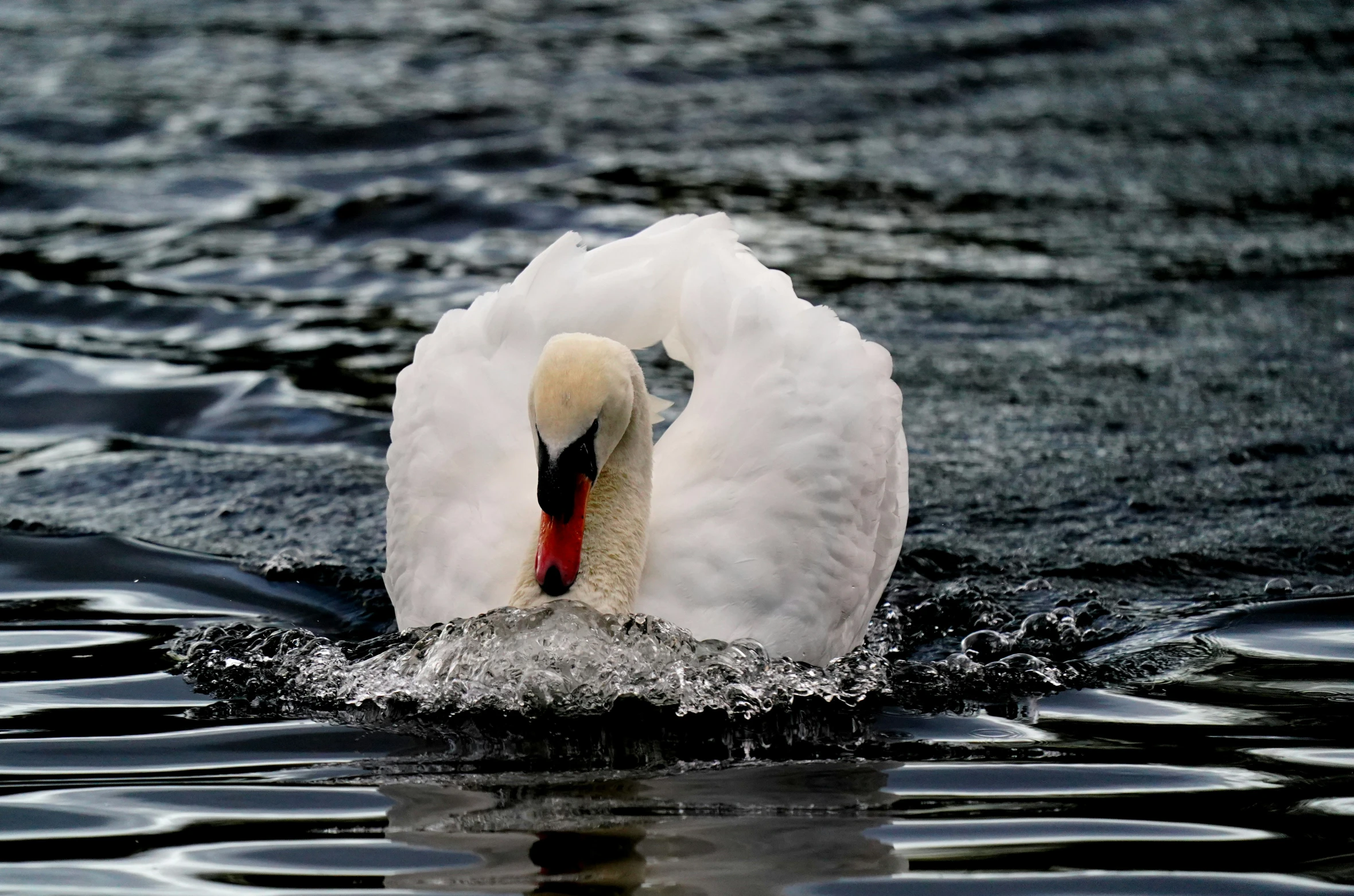 a swan with its mouth open swimming through the water