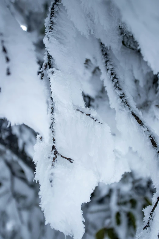 a nch in snow has the green tip sticking out