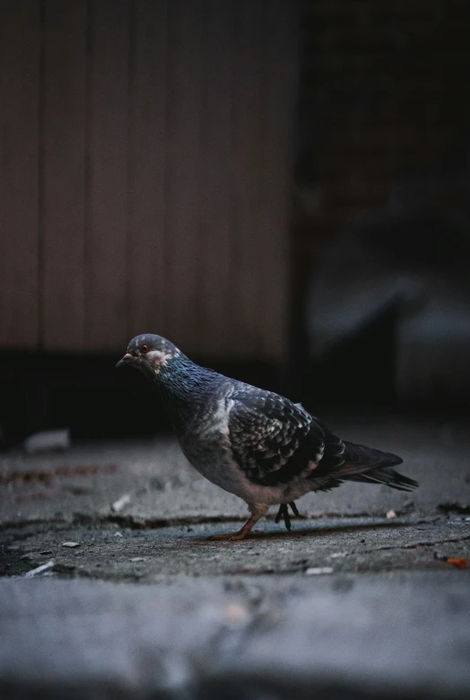 this pigeon seems to be alone and lonely, even on the street