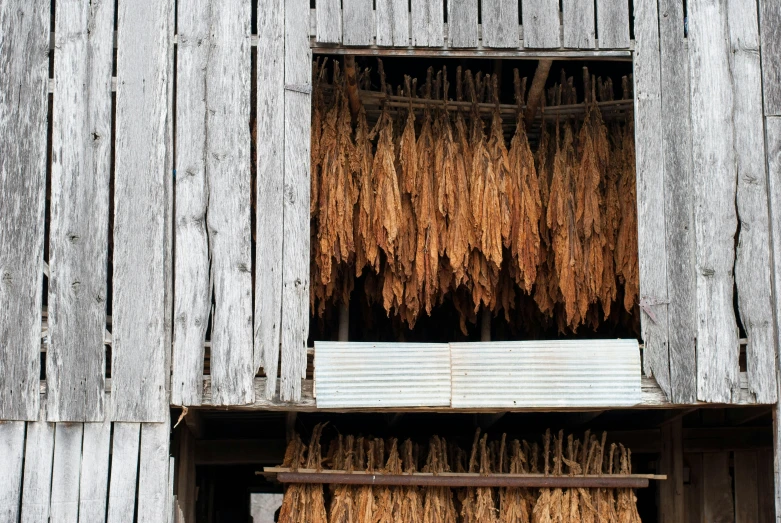 some dried up plants on the side of a wooden building
