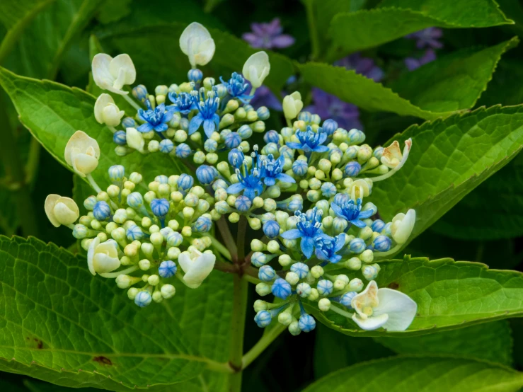 a group of flowers blooming in the green