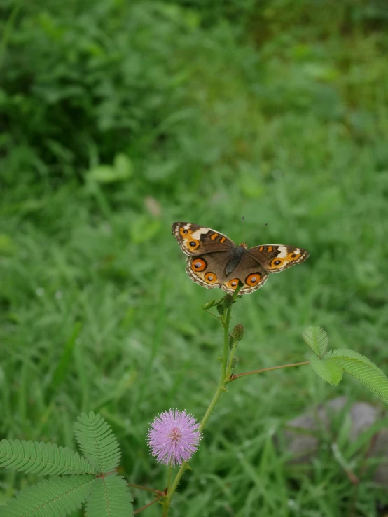 an orange erfly sitting on top of a purple flower