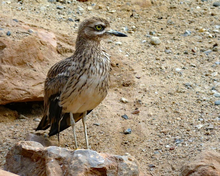 a bird is standing on a rocky hill