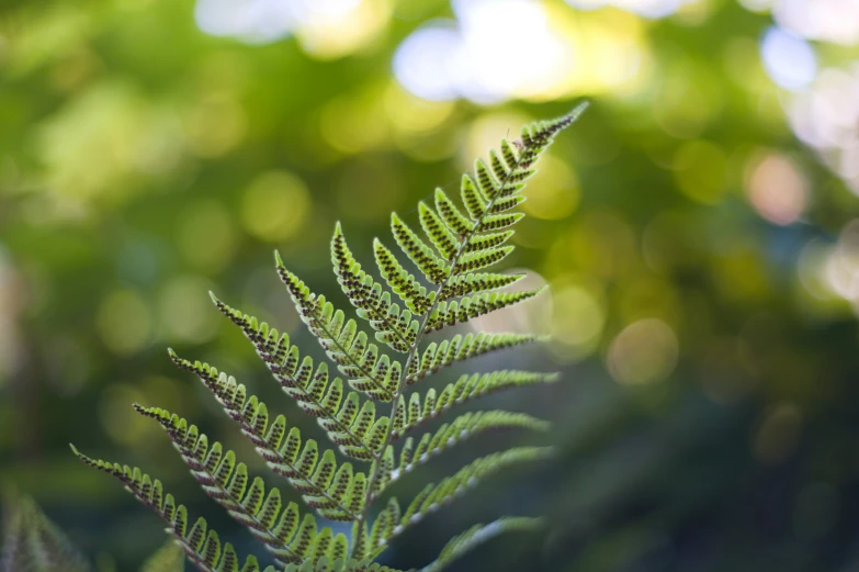 a fern's green leaves against the background of blurry trees