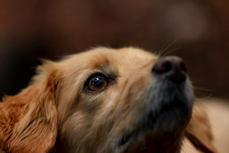 a close up s of an orange - haired dog's face