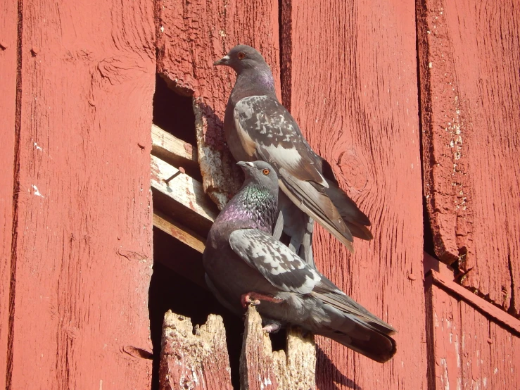 two pigeons sitting on top of a piece of wood