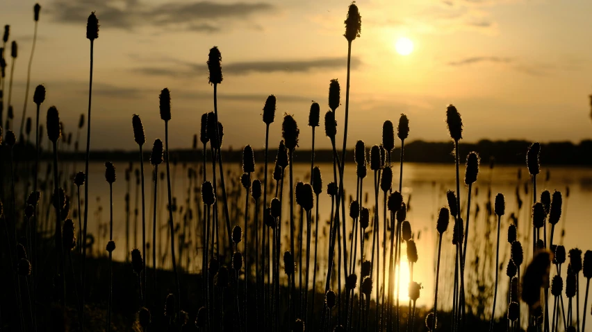 the sun is setting over the water and there are weeds in the foreground