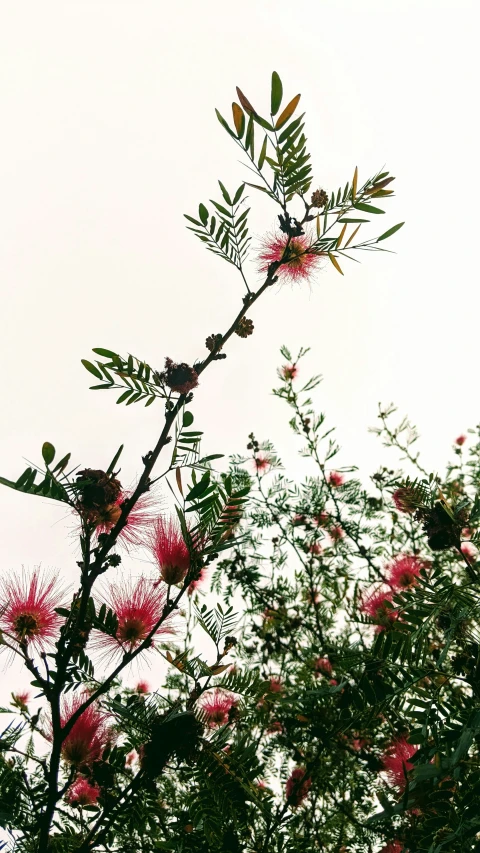 small bird perched on top of a nch in the middle of a tree