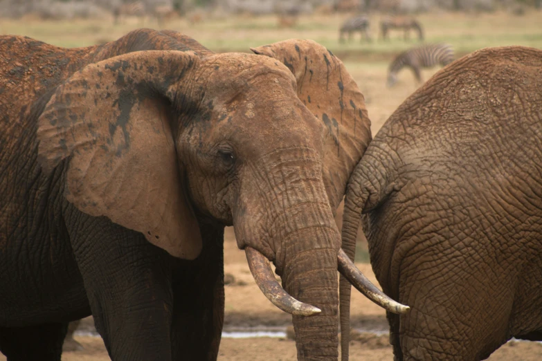 two elephants standing close to each other near another animal