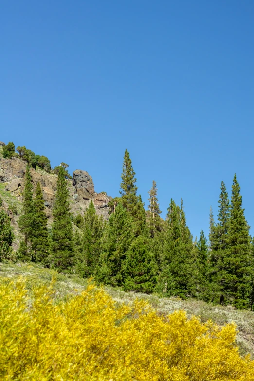 some yellow bushes a hill trees and a sky