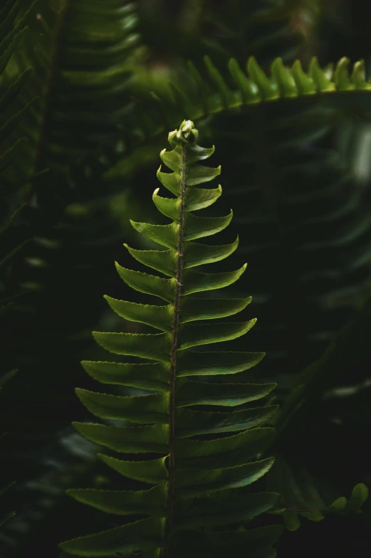 green ferns are abundant around the area and create an interesting background