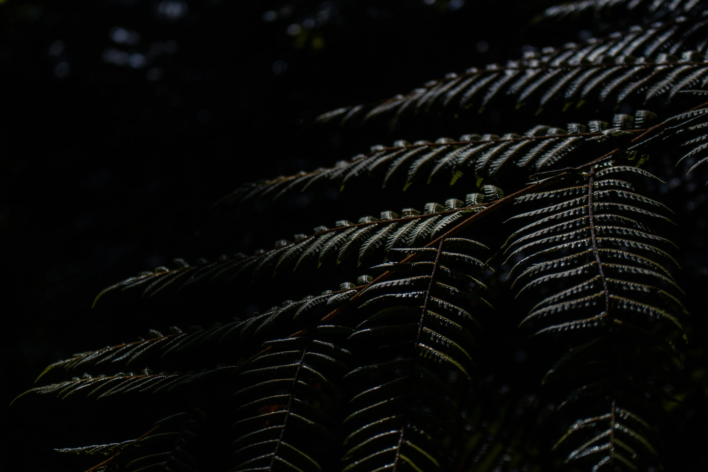 close up of an arrangement of shiny plants