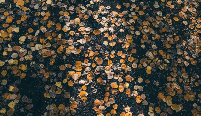 an image of autumn leaves seen from above