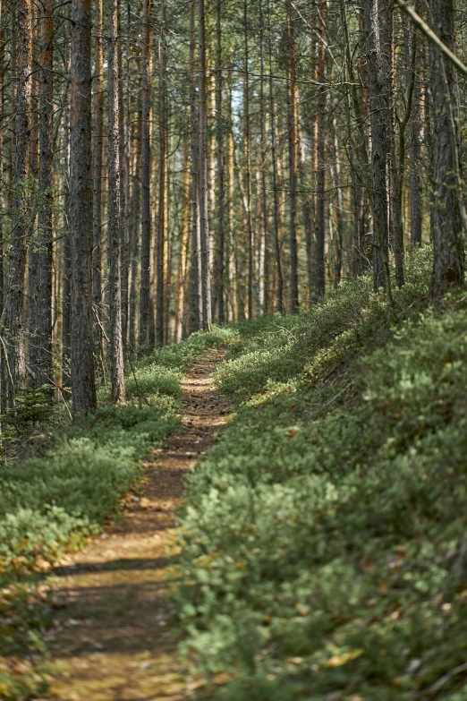 a trail winds through a wooded area surrounded by tall evergreens